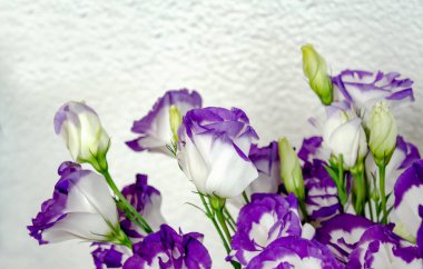 Eustoma mavi döşeme ile beyaz