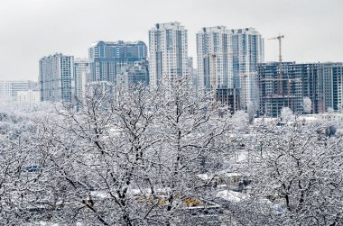 parkta karlı ağaçlar, güzel kış manzara,