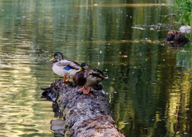 yaban ördekleri suda bir günlük oturup, sonbahar güneşli bir gün