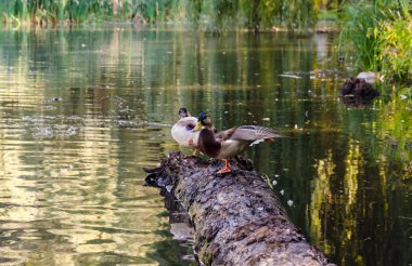 yaban ördekleri suda bir günlük oturup, sonbahar güneşli bir gün