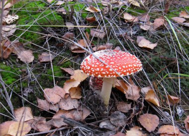 mantar yenilebilir değil, kırmızı kapaklı mantar yetişir 