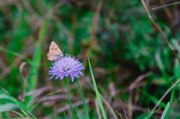Insetto, farfalla seduta su un fiore in erba verde — Foto Stock