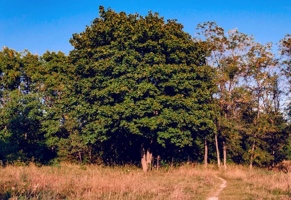 Gran árbol soleado tarde de otoño en el parque —  Fotos de Stock