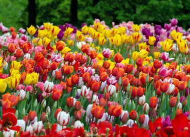 laleler, parlak güzel renk, açık alanda bahçede çiçek