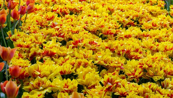 Tulipán, ragyogó szép szín, virágos a kertben a nyílt területen — Stock Fotó