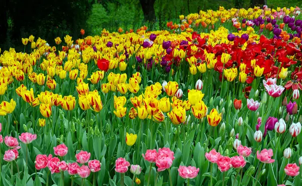 laleler, parlak güzel renk, açık alanda bahçede çiçek