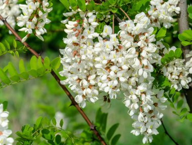 çiçekli akasya ağacı beyaz ılık bahar günü