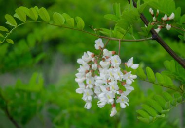 çiçekli akasya ağacı beyaz ılık bahar günü