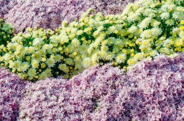 krizantem çiçekli çiçekli