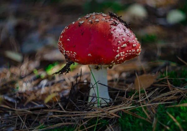 Pilz ist nicht essbar — Stockfoto