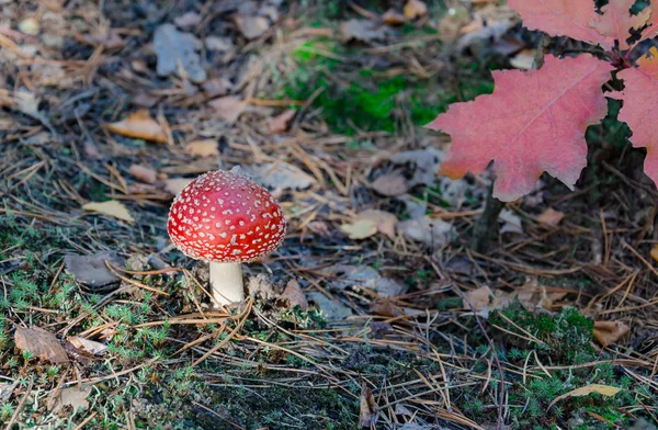 Mushroom is not edible — Stock Photo, Image