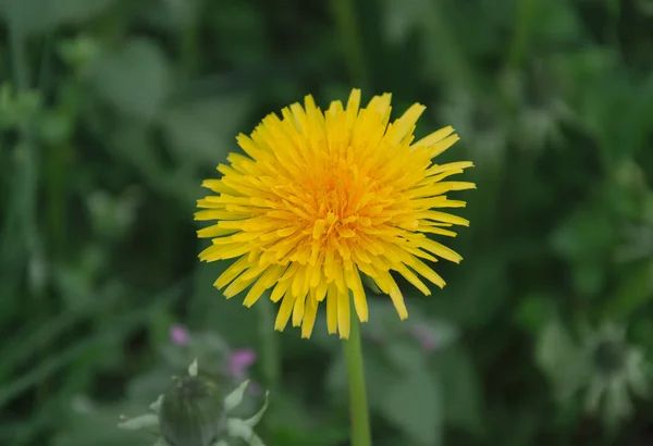 Flor de diente de león amarillo en el jardín sobre un fondo de verde — Foto de Stock