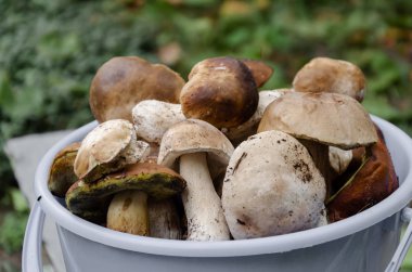 kahverengi şapka mantar bir kova yalan