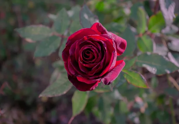 Rose met rode fluwelen bloem en groene bladeren na het invriezen — Stockfoto