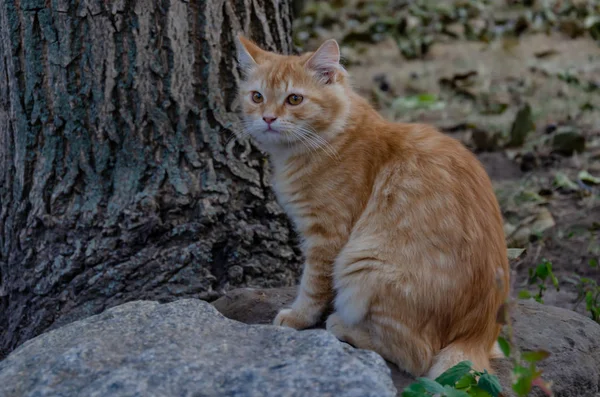 Red cat sits in the autumn in the yard — Stock Photo, Image