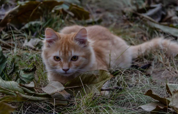 Red cat sits in the autumn in the yard — Stock Photo, Image