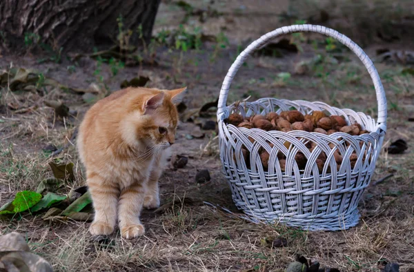 kırmızı kedi hasır sepetyakınında oturur