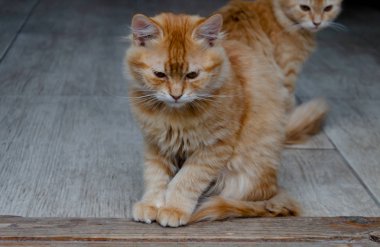 kırmızı kedi bahçesinde sonbaharda oturur