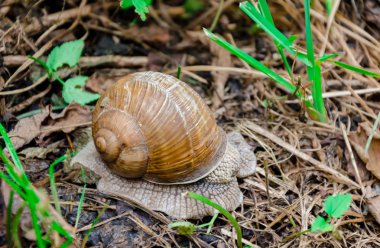 Yaprakların arasında evi olan büyük bir salyangoz.