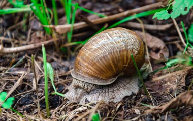 Yaprakların arasında evi olan büyük bir salyangoz.
