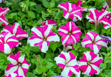 güzel Petunya çiçek