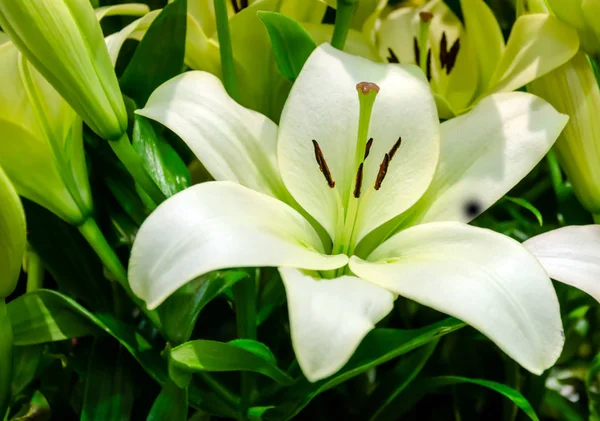 Λευκό λουλούδι κρίνος — Φωτογραφία Αρχείου