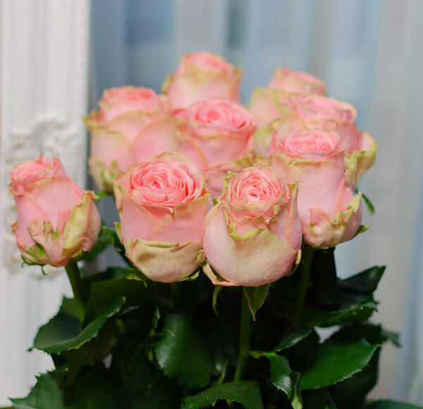розовые розовые цветы, натуральные срезанные цветы на светлом фоне, крупным планом
