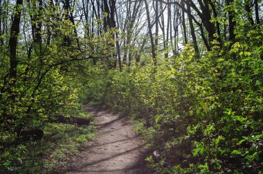 Çiçekli bir bahar ormanındaki patika, güzel bir bahar manzarası