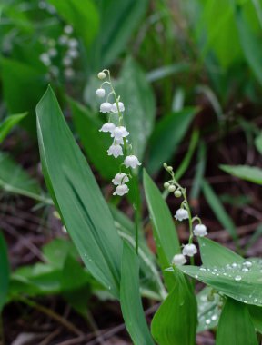İlkbaharda ormanda yeşil yaprakları olan beyaz çiçekli vadi zambağı, yakın plan.