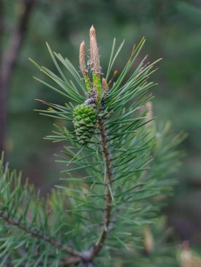 Sıcak bir bahar gününde, ormanda çam kozalakları açıyor. Yakın plan.