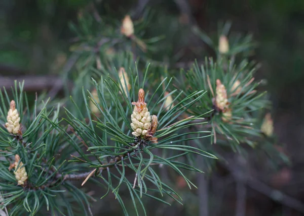 Conos Pino Con Flores Bosque Cálido Día Primavera Primer Plano — Foto de Stock