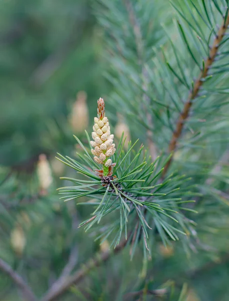 Flowering Pine Cones Forest Warm Spring Day Close — Stock Photo, Image