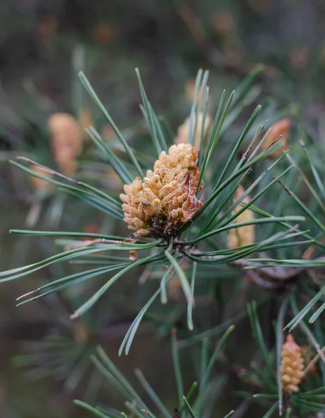 Conos Pino Con Flores Bosque Cálido Día Primavera Primer Plano — Foto de Stock