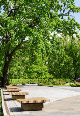 Parkta güzel yeşil tacı olan meşe, sıcak bir günün tadını çıkar.