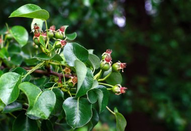 Armut yumurtalığı, ağaç dalında küçük meyveler, yakın plan.