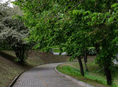 Parktaki asfalt yolda yeşil ağaçların arasında, güzel bahar manzarası