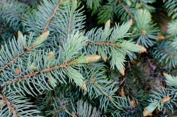 Young Needles Spruce Branch Beautiful Background Close — Stock Photo, Image