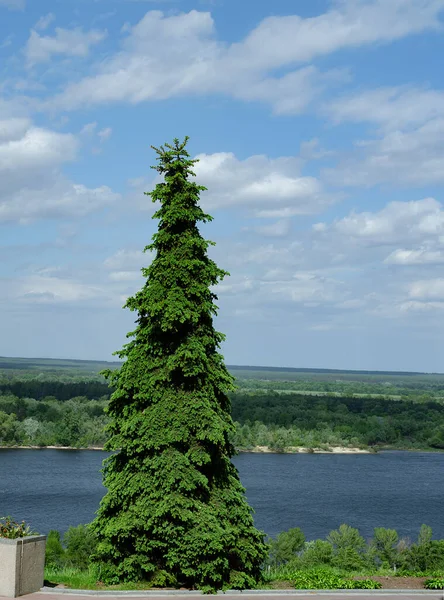 暖かい日に ドニプロ川のほとりの公園で針葉樹のピラミッドスプルース — ストック写真