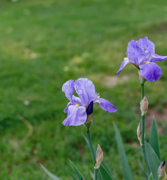 Iris Blomma Rabatten Parken Varm Våreftermiddag Närbild — Stockfoto