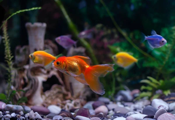 goldfish swims in an aquarium, aquarium fish close-up