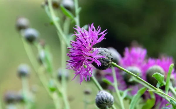 Fleur Carduus Violet Sur Fond Feuilles Vertes Gros Plan Beau — Photo