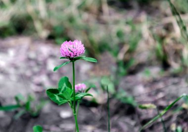 Yeşil yapraklı leylak yonca çiçeği, yaz günü yakın plan.