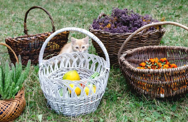 Paniers Osier Avec Fleurs Souci Séchées Fleurs Légumes Herbes Gros — Photo