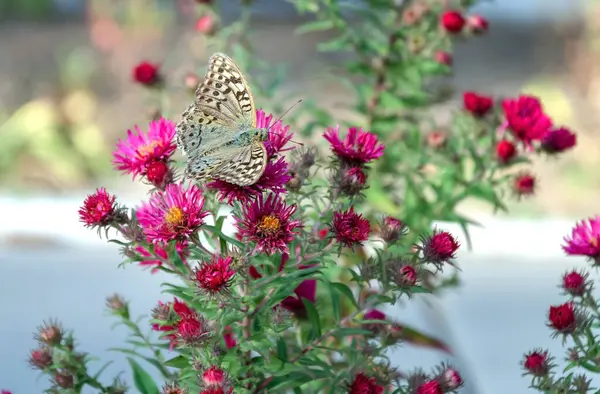 Farfalla Grigia Fiore Rosso Brillante Autunno Insetto Primo Piano — Foto Stock