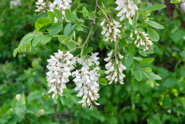 Acacia Floreciente Blanco Cálido Día Primavera Hermoso Fondo Primer Plano —  Fotos de Stock