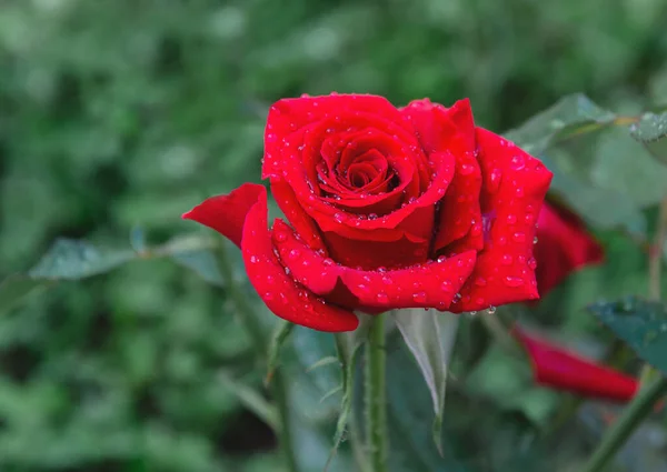 Rote Rose Schöne Blume Mit Wassertropfen Nach Dem Regen Auf — Stockfoto