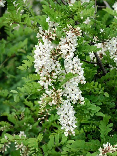 Acacia Floreciente Blanco Cálido Día Primavera Hermoso Fondo Primer Plano —  Fotos de Stock