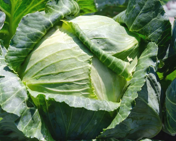 White Cabbage Green Leaves Open Field Close Royalty Free Stock Images