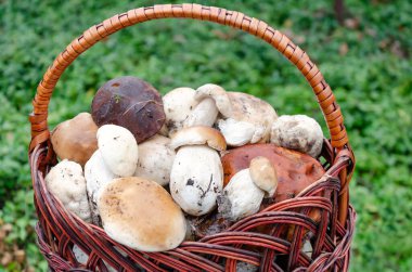 Hasır sepetteki yenilebilir mantarlar, yeşil arka planda kahverengi bir şapka, yakın plan.