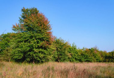 Parktaki büyük ağaç ılık bir sonbahar öğleden sonrası, güzel bir sonbahar manzarası.